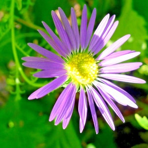 100+PRAIRIE ASTER Flower Seeds Native Wildflower Perennial Poor Soils Drought Heat Cold Fall Blooms Pollinators image 6