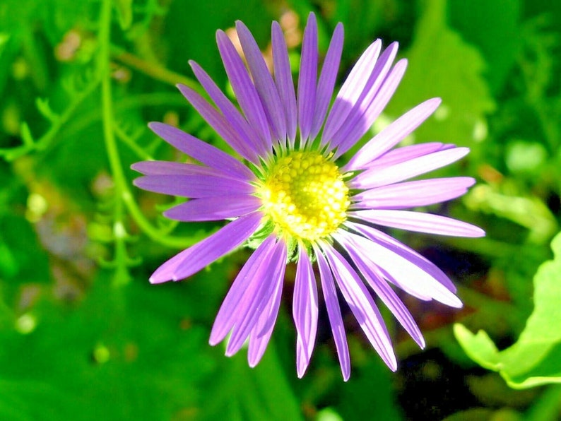 100+PRAIRIE ASTER Flower Seeds Native Wildflower Perennial Poor Soils Drought Heat Cold Fall Blooms Pollinators image 6