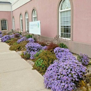 100+PRAIRIE ASTER Flower Seeds Native Wildflower Perennial Poor Soils Drought Heat Cold Fall Blooms Pollinators image 3