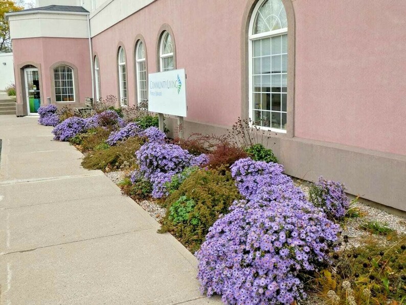 100+PRAIRIE ASTER Flower Seeds Native Wildflower Perennial Poor Soils Drought Heat Cold Fall Blooms Pollinators image 3