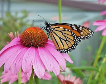 300+PURPLE CONEFLOWER Seeds Native Perennial Wildflower Herb Garden Cold Drought Heat Easy