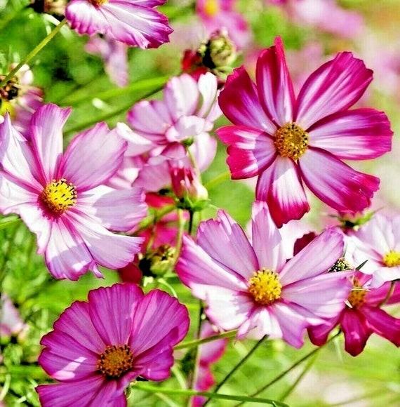 300+COSMOS Candy Stripe Seeds Annual Wildflower Patio Container