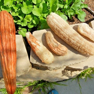 May include: Five natural loofahs of varying sizes and colors, including a large, reddish-brown loofah, a smaller, light brown loofah, and three smaller, beige loofahs. The loofahs are arranged on a cracked, light gray concrete surface.