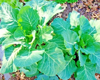 600+VATES COLLARD GREENS Seeds Organic Native Heirloom Vegetable Garden Container Easy
