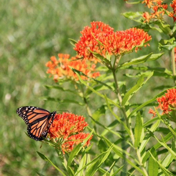 50+ORANGE BUTTERFLY WEED Seeds Milkweed Perennial Native Wildflower Heat Cold Drought Poor Soils Garden Container Easy