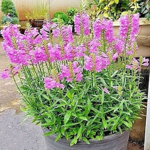 50+OBEDIENT PLANT Seeds Native Wildflower Poor Soils Cut Flowers Deer Resistant Pollinators Garden Container False Dragonhead