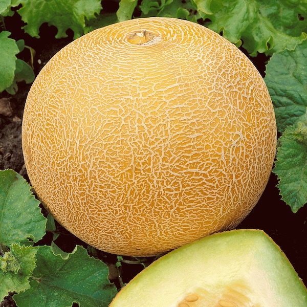40+DELICIOUS 51 CANTALOUPE Seed Organic Native Heirloom Summer Melon Vine Muskmelon