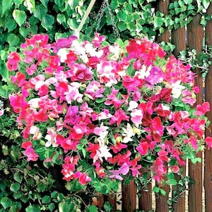 50+Dwarf SWEET PEA Knee High Mix Seeds Wildflower Hanging Baskets Window Boxes Garden Patio Container Trailing Climbing