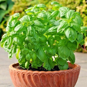 300+ITALIAN LARGE LEAF Basil Seeds Organic Herb Summer Vegetable Garden Patio Container Fast Easy