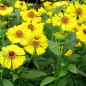 500+AUTUMN SNEEZEWEED Seeds Native Wildflower Allergen Free Cut Flowers Pollinators Garden Patio Container
