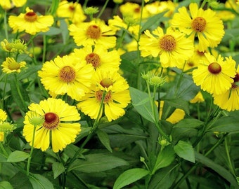 500+AUTUMN SNEEZEWEED Seeds Native Wildflower Allergen Free Cut Flowers Pollinators Garden Patio Container