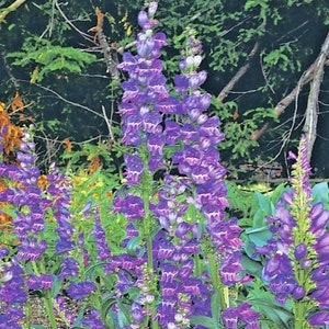 May include: A close-up of a cluster of purple and white flowers with green stems and leaves. The flowers are in bloom and have a delicate, bell-shaped appearance.