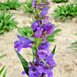 May include: A close-up of a purple flower with a long stem and green leaves. The flower is in bloom and has many petals. The background is a sandy area with green plants.
