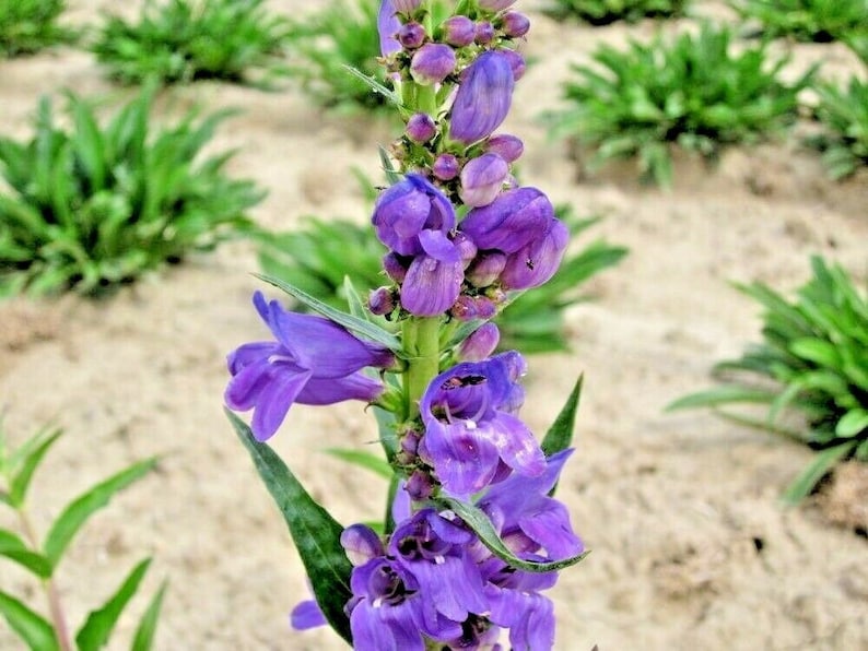May include: A close-up of a purple flower with a long stem and green leaves. The flower is in bloom and has many petals. The background is a sandy area with green plants.
