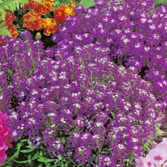 1000+purple DWARF SWEET ALYSSUM Seeds Royal Carpet Flowering