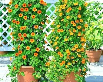 50+BLACK EYED SUSAN Vine Seeds Easy to Grow 8ft Climber Summer Fall Flower Garden Container