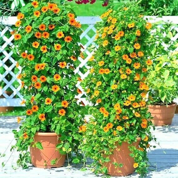 50BLACK EYED SUSAN Vine Seeds Easy to Grow 8ft Climber Summer Fall