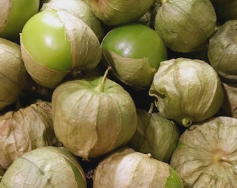 50+GREEN DE MILPA Tomatillo Seed Organic Non Gmo Heirloom Salsa Tex-Mex Garden Container Easy