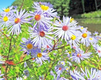 100+SWAMP ASTER Flower Seeds Native Wildflower Wet Poor Soils Fall Blooms Pollinators Garden Patio Container