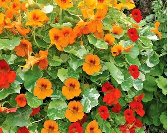 30+TALL NASTURTIUM MIX Seeds Wildflower Trailing Climbing Vine Edible Poor Soils Fast Easy