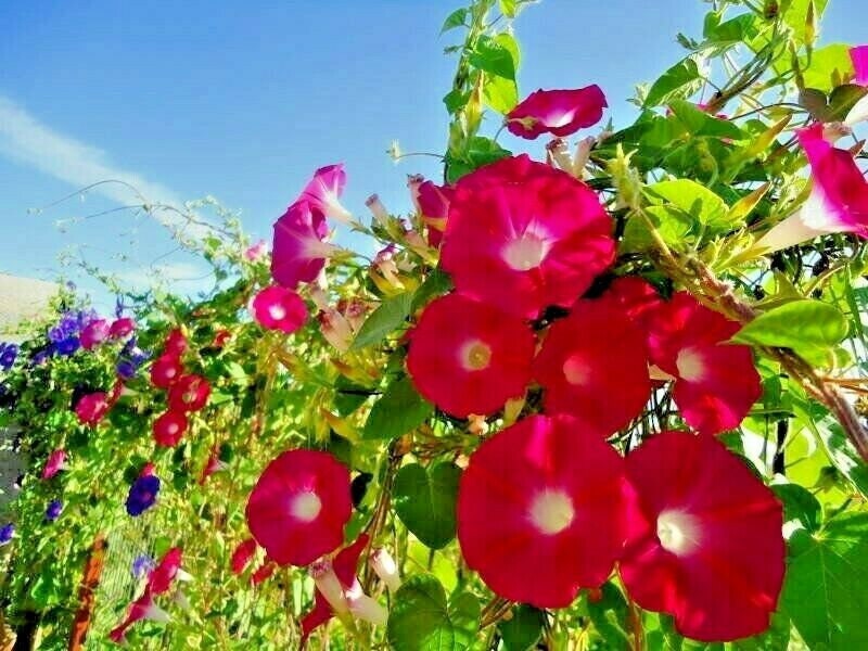 ипомея скарлет охара. ипомея пурпурная скарлет охара. семена гавриш ипомея гранд па 0,5 г. ипомея о хара. ипомея скарлетт о'хара.