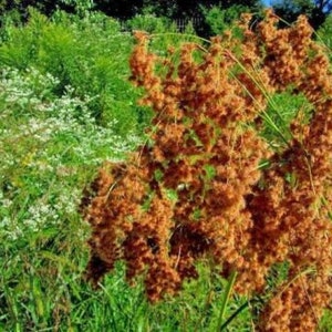 1000+WOOL GRASS Seeds Native Prairie Grass Wildflower Marsh Wetlands Ponds Streams Heat Cold Garden Container