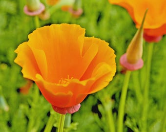 500+ORANGE CALIFORNIA Poppy Seeds Annual Native Wildflower Flower Garden Container Pollinators