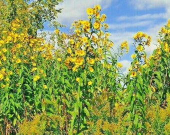 50+SAWTOOTH SUNFLOWER Seeds Native Wildflower Tall Perennial Drought Heat Cold Deer Resistant Summer Fall Blooms