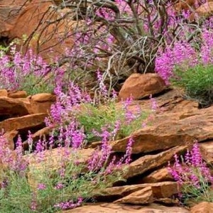 50UTAH Northern SWEETVETCH Flower Seeds Native Wildflower Drought Heat Cold Tolerant Poor Soils Long Bloomer image 4