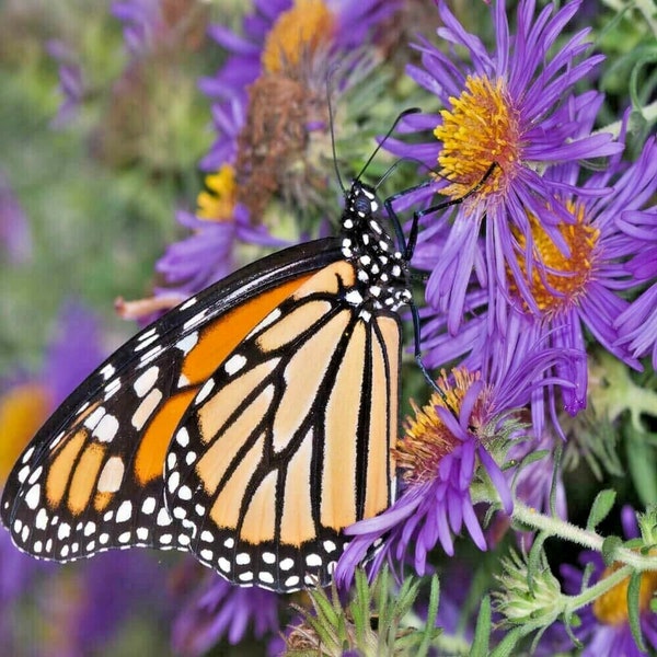 200+NEW ENGLAND ASTER Flower Seeds Native Wildflower Fall Blooms Pollinators Poor Soils Drought Heat Cold Tolerant