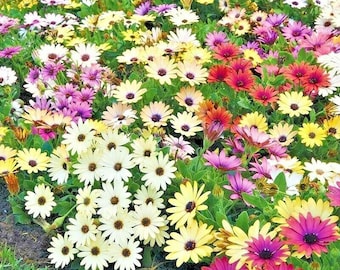 200+AFRICAN DAISY Cineraria Mix Seeds Cape Marigold Annual Drought Heat Poor Soils Flower Garden Patio Container