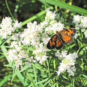 500+MOUNTAIN MINT Seeds Native Wildflower Organic Herb Teas Poor Soils Drought Heat Cold Tolerant Pollinators