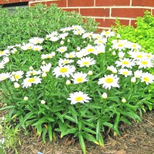 300+SILVER PRINCESS Flower Seeds Native Wildflower Compact 18&quot; Plant Shasta Daisy Cut Flowers Garden Patio Container Easy