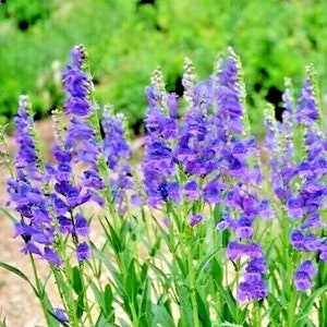 May include: A cluster of purple wildflowers with long, slender stems and delicate petals. The flowers are in full bloom and create a vibrant display of color.