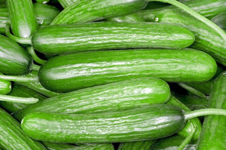 41+ Organic Beit Alpha Cucumber Seeds | US Grown, Non-GMO, For Greenhouse & Containers