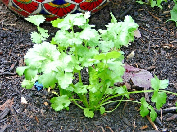 thumbnail image 2 of Cilantro/Coriander FIESTA GREEN Herb Seeds - Non-GMO - 100 Seeds By Mother Nature's Seeds 2 of 6