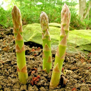 120+ MARY WASHINGTON ASPARAGUS Seeds Native Heirloom Organic Non Gmo Easy