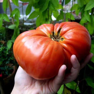 150+BEEFSTEAK TOMATO Seeds Organic Heirloom Vegetable Summer Garden Patio Container Easy