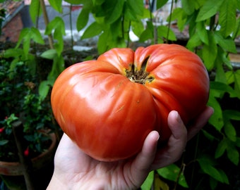 150+BEEFSTEAK TOMATO Seeds Organic Heirloom Vegetable Summer Garden Patio Container Easy