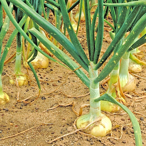 200+VIDALIA SWEET ONION Seeds Organic Non Gmo Short Day Spring Fall Heirloom Garden Container Easy