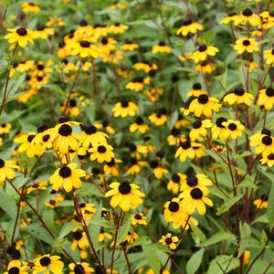 100+ Lead Plant (Amorpha Canescens) Seeds - Native Wildflower For Pollinators, Drought & Poor Soil