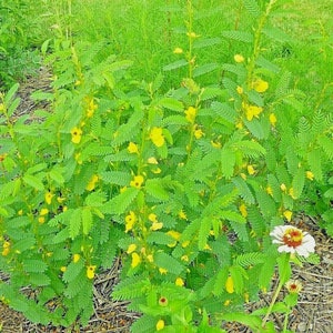 May include: A vibrant image of a plant with bright green leaves and small yellow flowers. The plant has a delicate, fern-like appearance, with multiple stems and a few white and red flowers in the foreground. The background is filled with green grass.