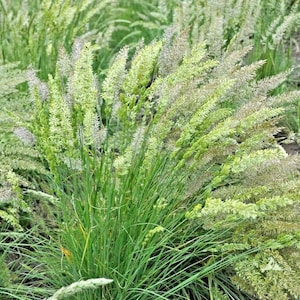 500+PRAIRIE JUNE GRASS Seeds Native Prairie Grass Clumping Ornamental Drought Tolerant Yard Garden Containers