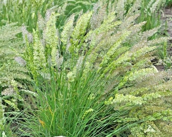 500+PRAIRIE JUNE GRASS Seeds Native Prairie Grass Clumping Ornamental Drought Tolerant Yard Garden Containers