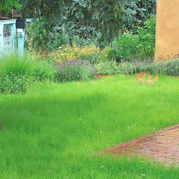 1000+BLUE GRAMA Seeds Native Prairie Mosquito Grass Clumping Ornamental Drought Poor Soil Heat Cold