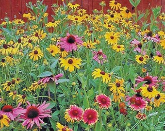 2000+POLLINATOR MIX Seeds 17 Native Wildflowers Annual Perennial Garden Easy