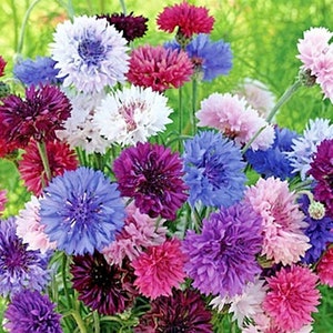 May include: A bouquet of colorful cornflowers in shades of blue, purple, pink, and white. The flowers are arranged in a cluster, with some blooms facing the camera and others facing away.