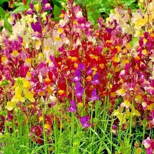 2000+DWARF SPURRED SNAPDRAGON Mix Seeds Annual Native Wildflower Patio Container Flower Garden 12&quot;Tall Fast Easy