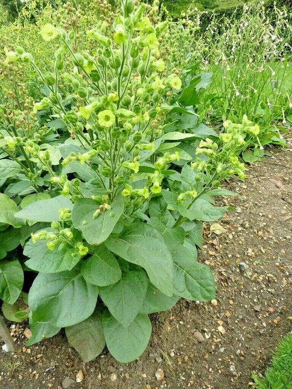 300+MIDEWIWAN SACRED Aztec TOBACCO Seeds Native Wildflower Annual Garden  Patio Container Fast Easy