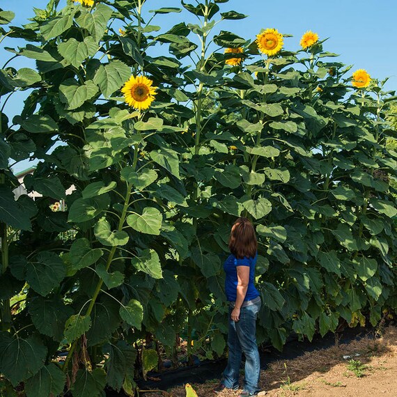 Giant Mammoth Grey Striped Sunflower Seeds | Mammoth Giant Sunflower | Big Mammoth Sunflower Seeds I.264715017